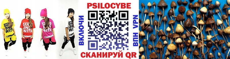 Купить закладки  Тутаев  Псилоцибиновые грибы Cubensis 